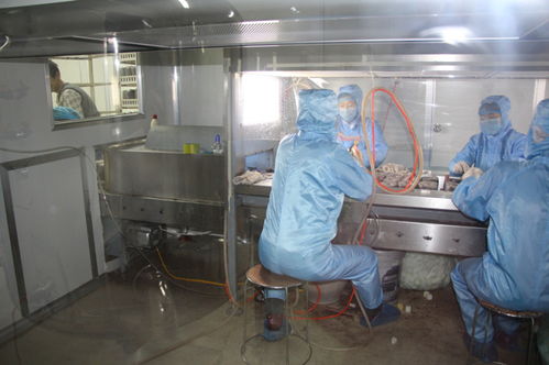 雙興新盛木耳菌包廠 優(yōu)質(zhì)菌包熱銷中，專業(yè)技術(shù)全程指導(dǎo)